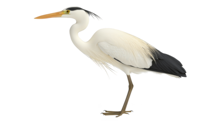 Striking bird portrait, avian beauty on a black backdrop wildlife photography 