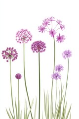 Obraz premium Detailed illustration of Allium schoenoprasum showing various parts of the plant in different stages