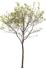 Isolated Tree with Buds