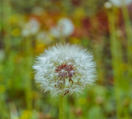 たんぽぽの綿毛11
