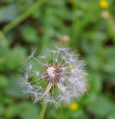 たんぽぽの綿毛10