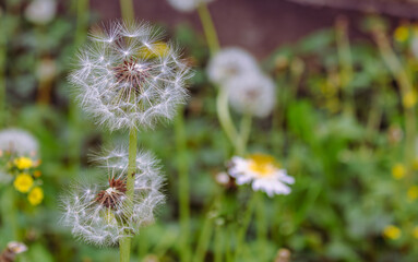 たんぽぽの綿毛8