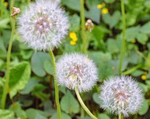 たんぽぽの綿毛4
