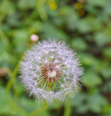 たんぽぽの綿毛1