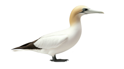 A bird perched on dark surface, study in avian posture and contrast 