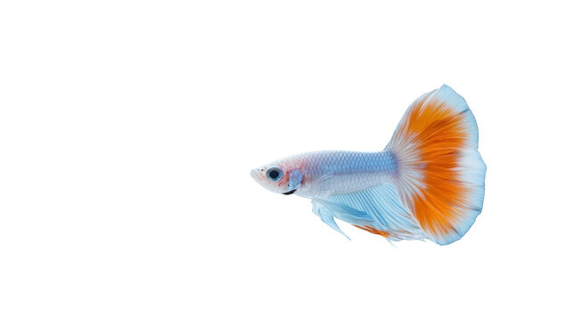 Striking siamese fighting fish, a captivating display of orange and blue 