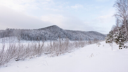 Banner panorama of a forest in the background and a frozen river with shrubs on the shore in winter