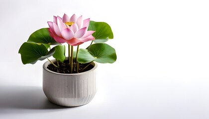 Lotus plant in the modern pot, isolated on a white background