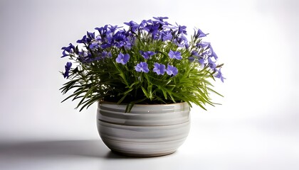a Lobelia in a modern pot, isolated on a white background with ample copy space