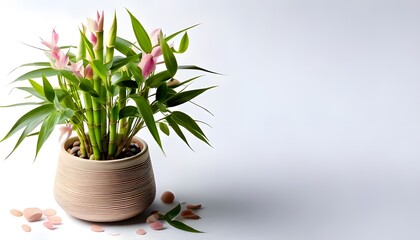 Lucky Bamboo plant in the modern pot, isolated on a white background with ample copy space