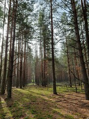 Fototapeta premium forest, tree, nature, trees, landscape, woods, wood, green, autumn, path, pine, spring, light, foliage, sun, leaf, outdoor, natural, season