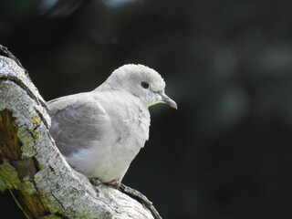 Dove perched on a branch