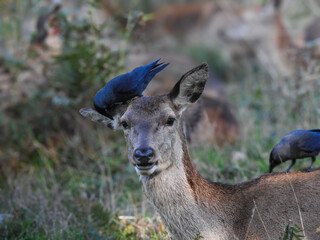 white tailed deer with crow on its head