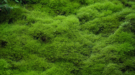 Lush emerald mossy green texture for nature background and design