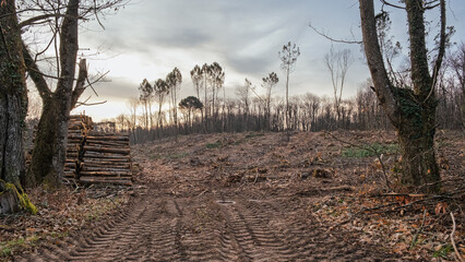 A scene of devastation after loggers cut down and destroyed part of a woodland in the Dordogne region of France