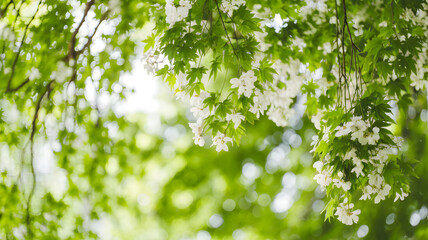 Beautiful green bokeh background with soft light effects, resembling sunlight through leaves. Perfect for nature themes, abstract designs, and fresh backgrounds. Ideal for wallpapers, web design