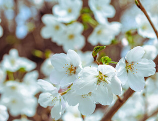 ソメイヨシノさくらの花46