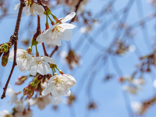 ソメイヨシノさくらの花38