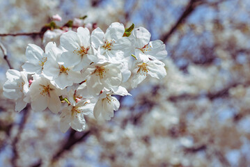 ソメイヨシノさくらの花24