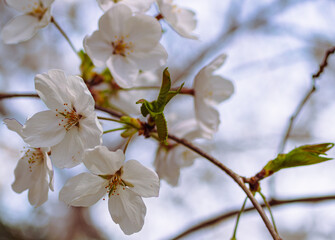 ソメイヨシノさくらの花41
