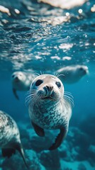 Fototapeta premium Seal Underwater, Ocean Wildlife, Close-up, Marine