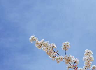 ソメイヨシノさくらの花11