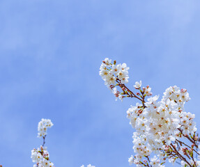 ソメイヨシノさくらの花9