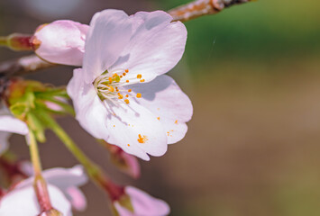 ソメイヨシノさくらの花4
