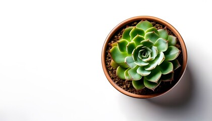 An Echeveria in the modern pot, isolated on a white background with ample copy space