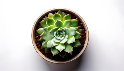 An Echeveria in the modern pot, isolated on a white background with ample copy space