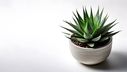 A Haworthia in the modern pot, isolated on a white background with ample copy space