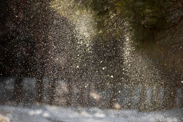 snow in forest. winter nature