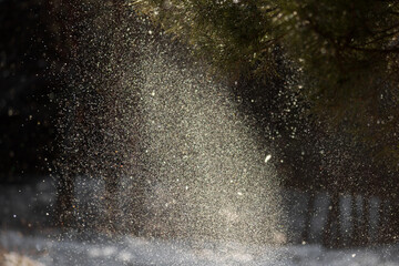 snow in forest. winter nature