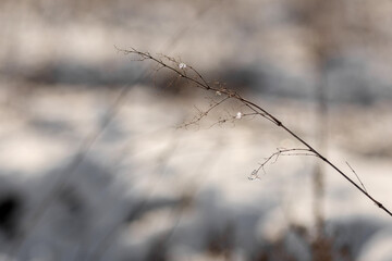 snow in forest. winter nature