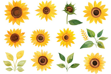 watercolor sunflower