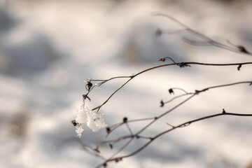snow in forest. winter nature