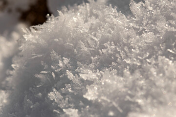 snow in forest. winter nature