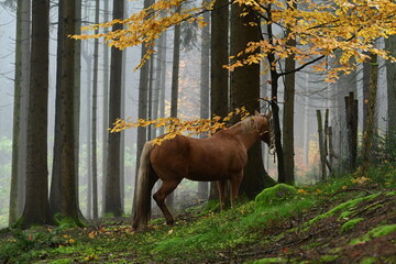 Herbststimmung. Schönes Pferd steht im Nebelwald unter einer kleinen Buche mit goldenem Laub