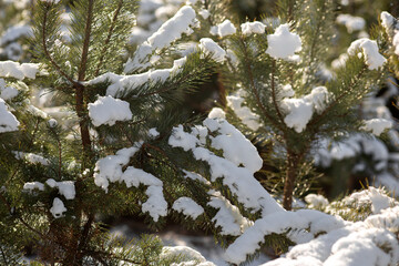 snow in forest. winter nature