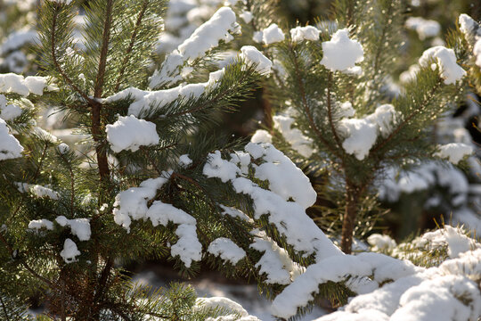 snow in forest. winter nature