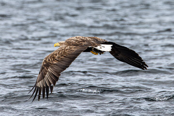eagle in flight