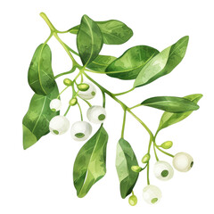 PNG White mistletoe illustration watercolor leaves.