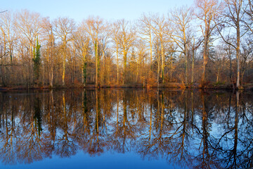 The Mare aux Evées stream in Fontainebleau forest