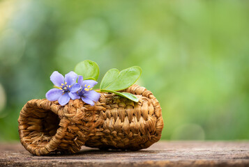 Lignum vitae. or Guaiacum officinale flowers place in old Japanese straw shoes on natural background.