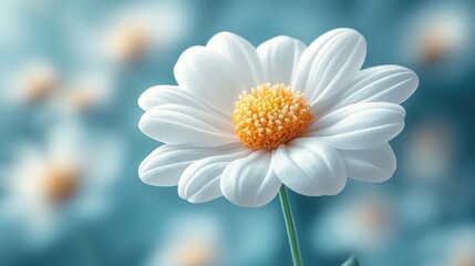 Close-up of a white daisy in soft focus