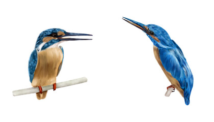 Kingfisher bird perched on a branch, set. Watercolor digital illustration. Bright blue bird with orange chest and long sharp beak, isolated on white background. Tropical bird illustration