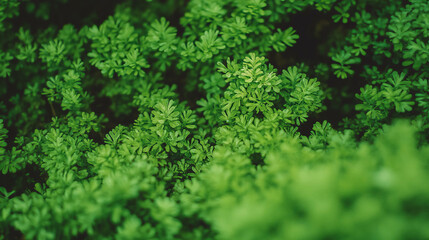 Fototapeta premium Vibrant emerald and mossy green leaf texture for natural design