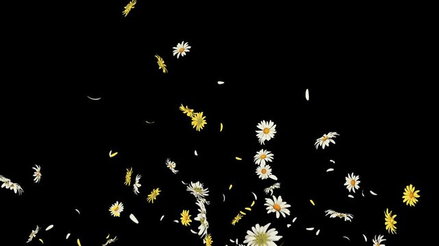 A vibrant daisy flower explosion with a transparent background, adding freshness and charm to any floral scene.