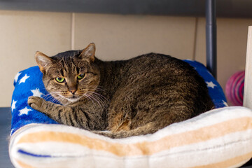 A domestic cat is comfortably laying on a blue and white blanket