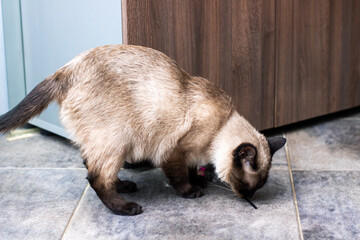 A cat is standing on a tiled floor and sniffing at something interesting